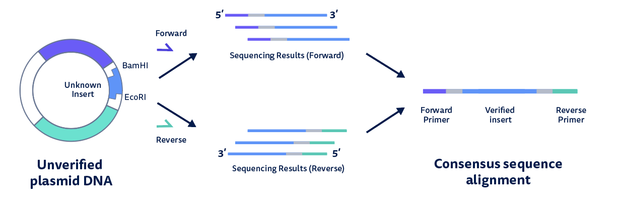 Dna Sequencing Benchling 